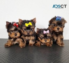 Tea Cup Yorkie puppies for adoption