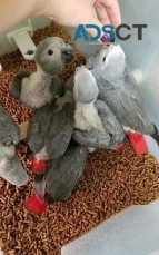 Baby African Grey parrots