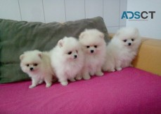Pomeranian puppies available now.