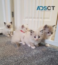 Ragdoll kittens available now.