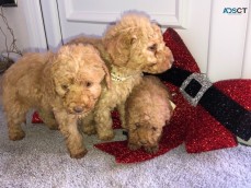 Poodle puppies For sale