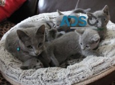 Russian Blue kittens for sale