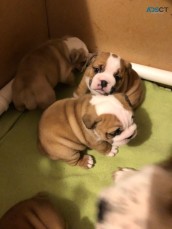 English Bulldog puppies for sale