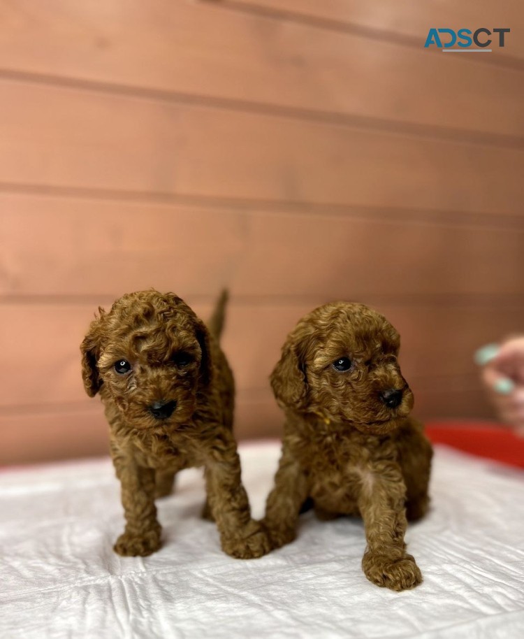 Red Poodle puppies for sale