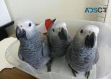 African Grey Parrots For sale