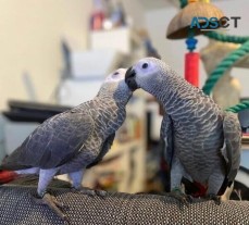 African Grey Parrots For sale