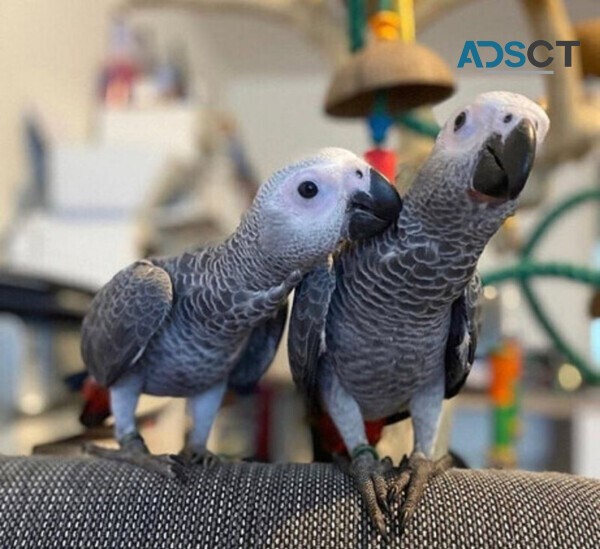 African Grey Parrots For sale