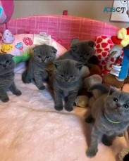 British shorthair kittens for sale