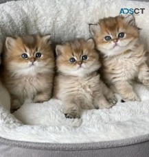 Golden British shorthair kittens 
