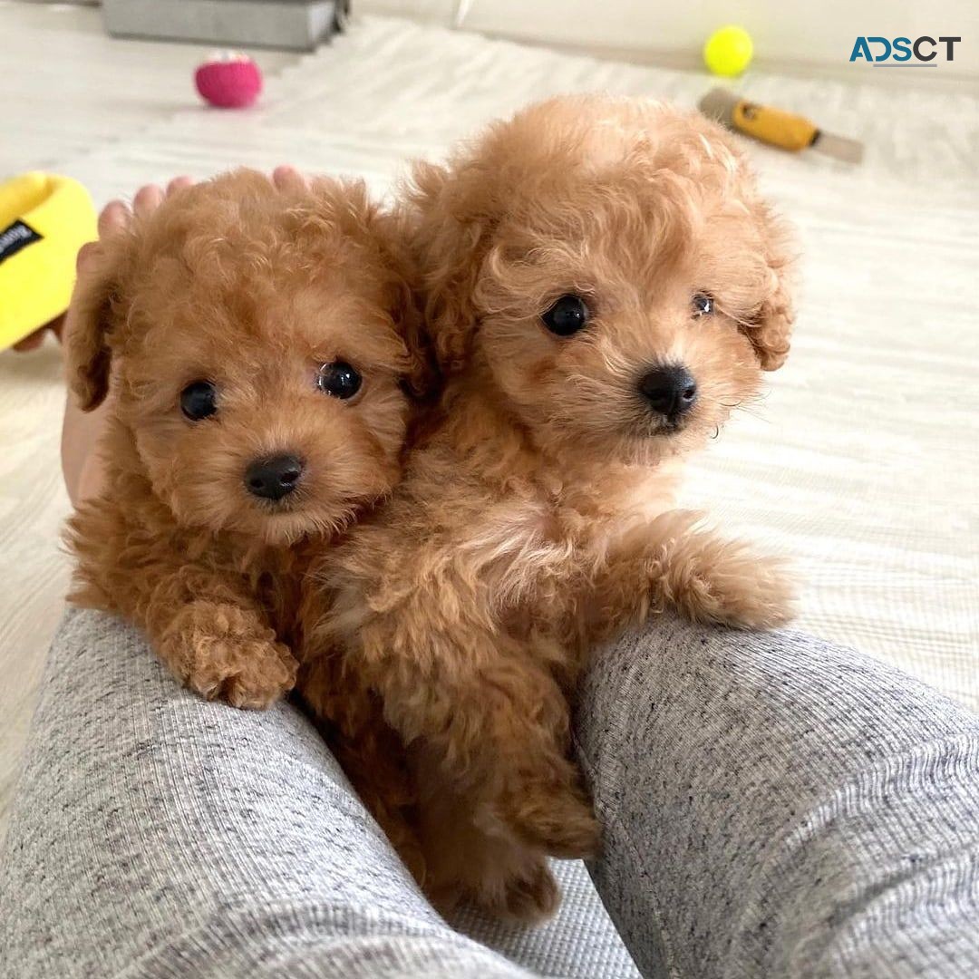 Poodle puppies for sale