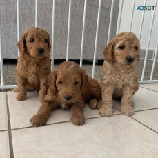 Golden doodle puppies for sale