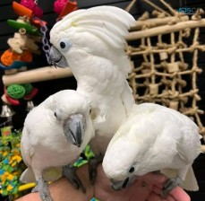 Beautiful cockatoobreed parrots for sale