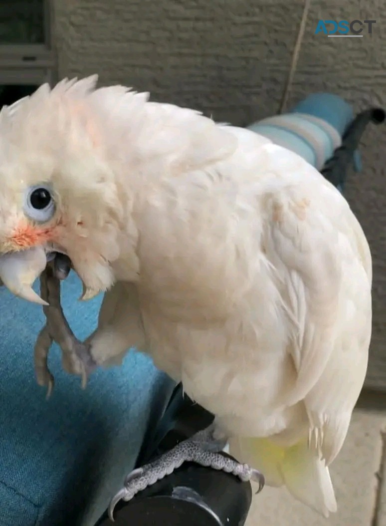 Beautiful cockatoobreed parrots for sale