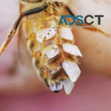 Beeswax, Some Fascinating Facts: How Honey Bees Produce Beeswax