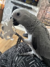 Hand Reared Parrots Need Home , African 