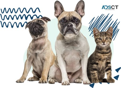 Top-Rated Veterinary Clinic in San Antonio, TX: Expert Care for Your Pets