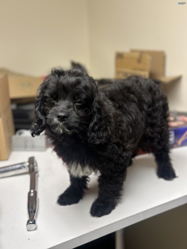 Puppy for sale 