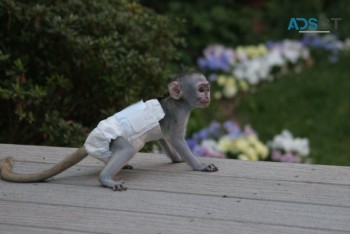 Charming Capuchin Monkey's Available 
