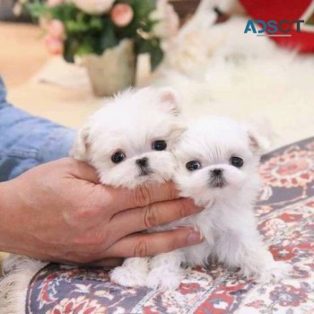 Teacup Maltese puppies