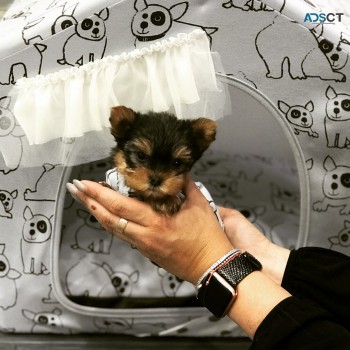 tiny adorable baby yorkie puppies