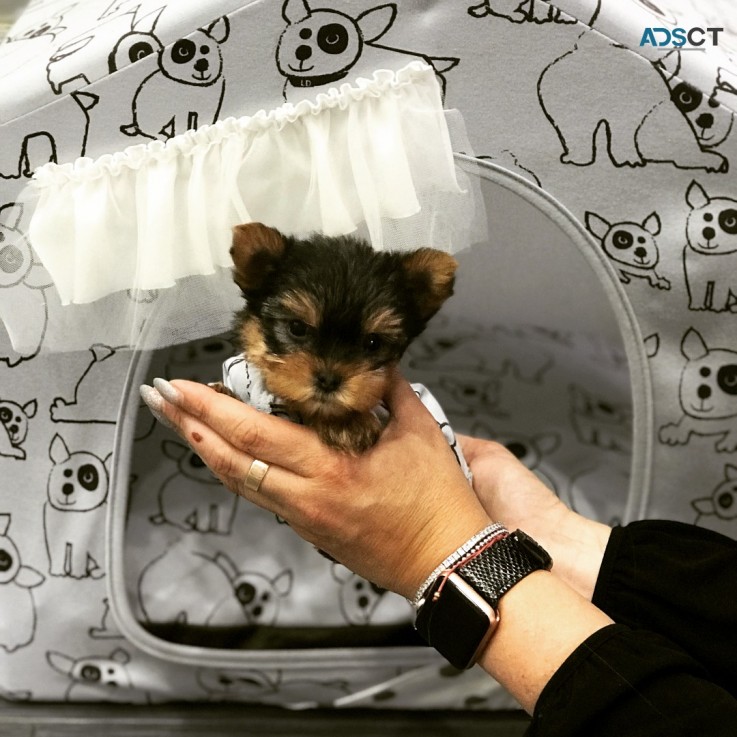 tiny adorable baby yorkie puppies