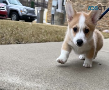 Adorable Corgi puppies for adoption 