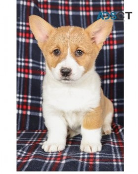 Adorable Corgi puppies for adoption 