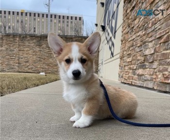 Adorable Corgi puppies for adoption 
