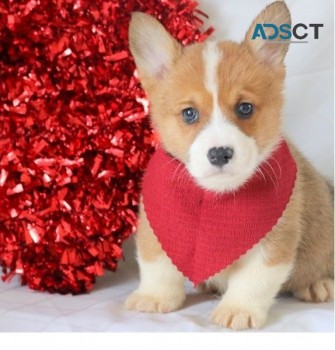 Adorable Corgi puppies for adoption 