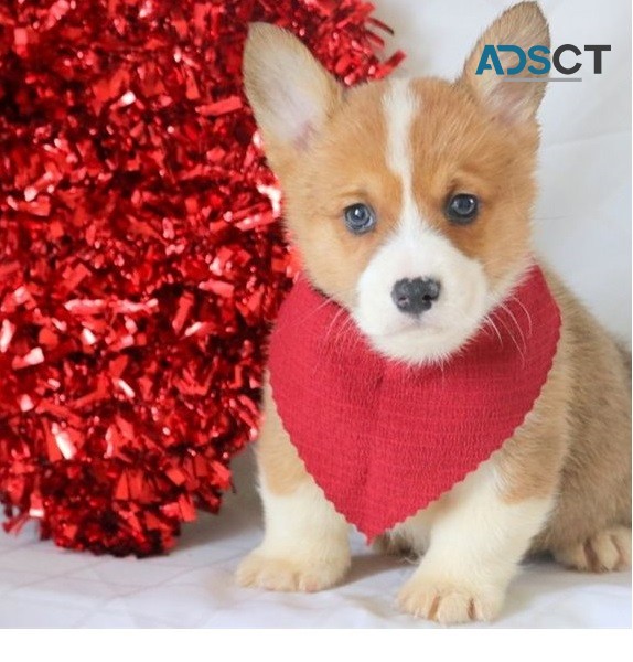 Adorable Corgi puppies for adoption 