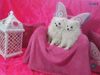Cute Pomeranian Puppies for adoption*