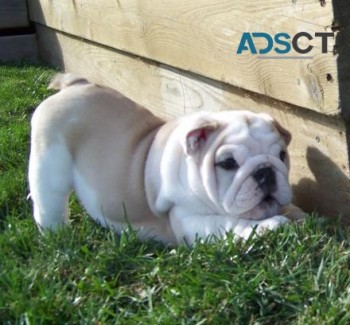 English bulldog puppies