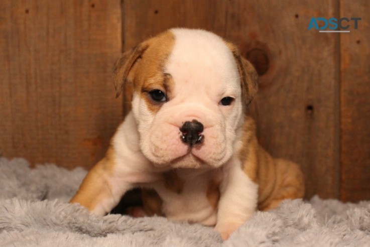 English bulldog puppies