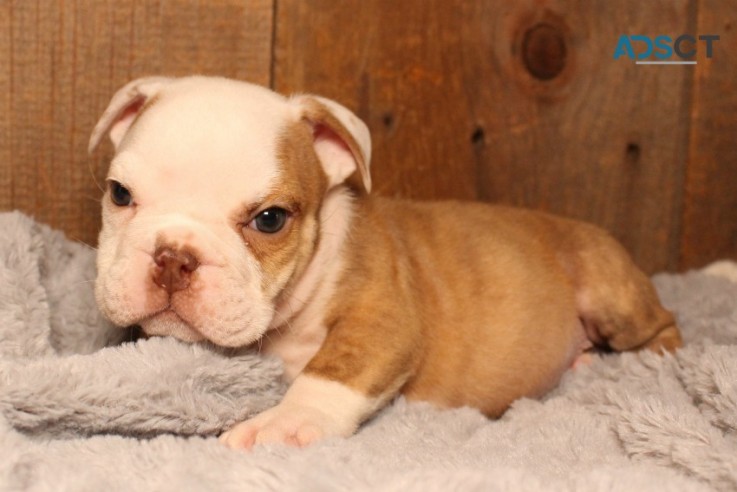 English bulldog puppies