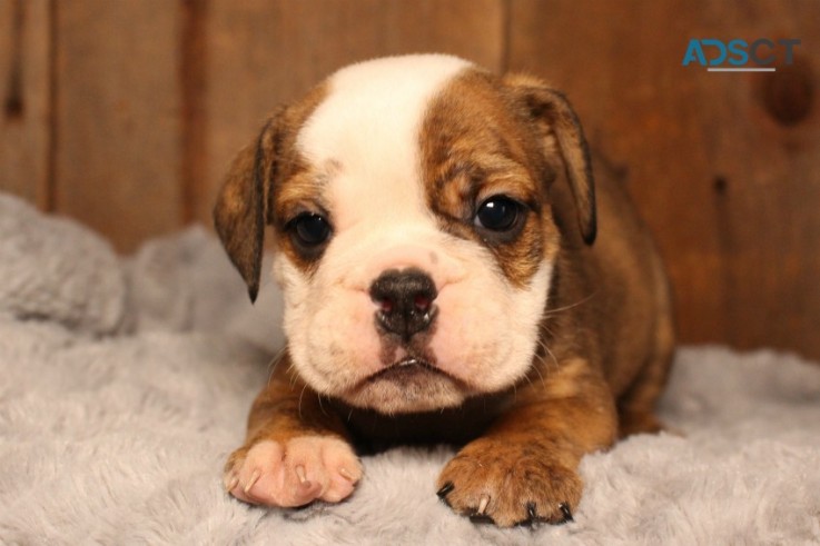English bulldog puppies