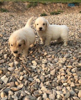 Adorable Golden Retrievers  For Sale