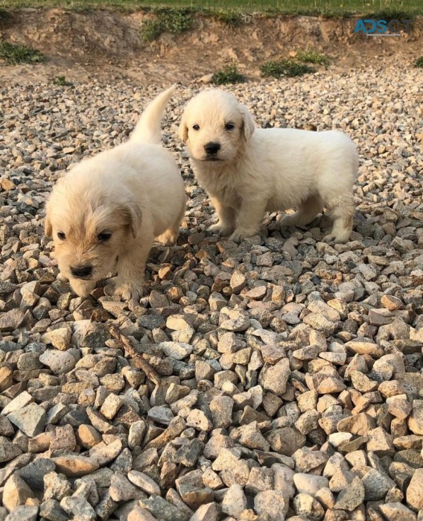 Adorable Golden Retrievers  For Sale