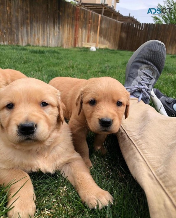Adorable Golden Retrievers  For Sale