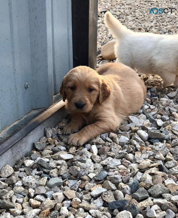 Adorable Golden Retrievers  For Sale