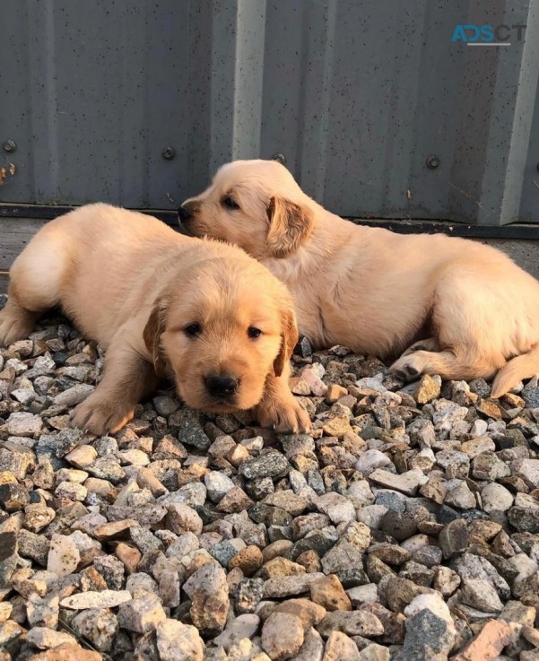 Adorable Golden Retrievers  For Sale
