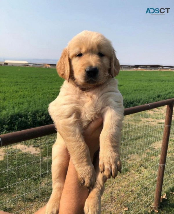 Adorable Golden Retrievers  For Sale