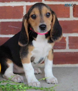 Beagle puppies for sale