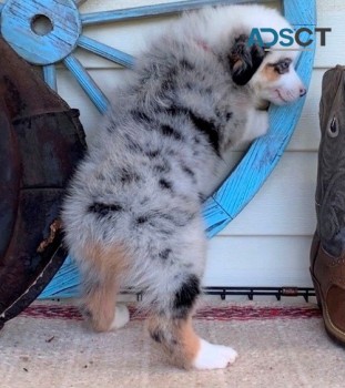 Top Quality puppies Australian Shepherd 