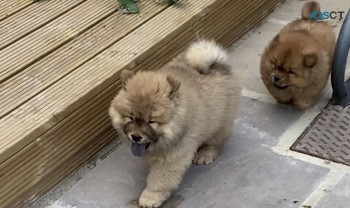 2 chunky chow chow puppies