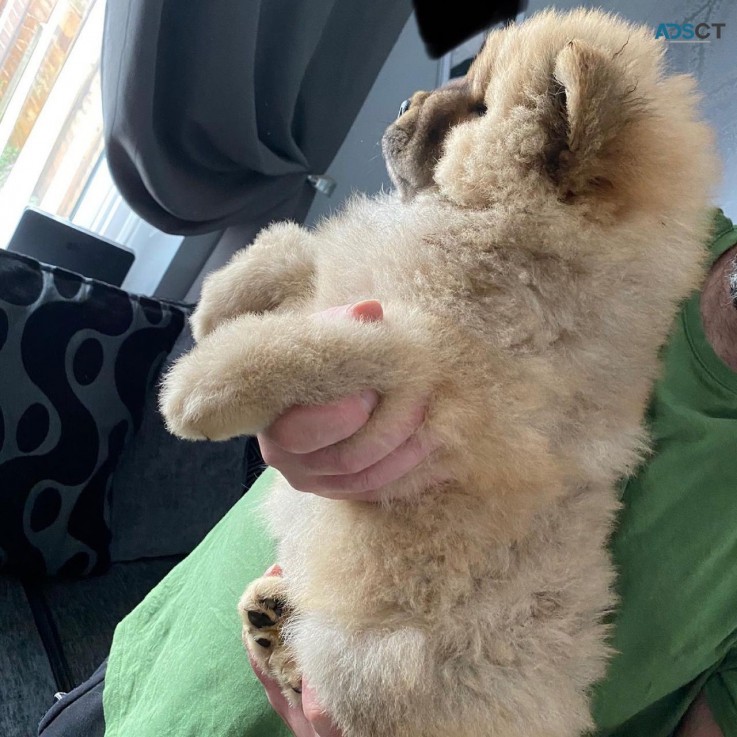 2 chunky chow chow puppies