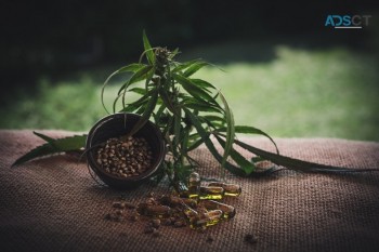 How does CBD help the Elderly?