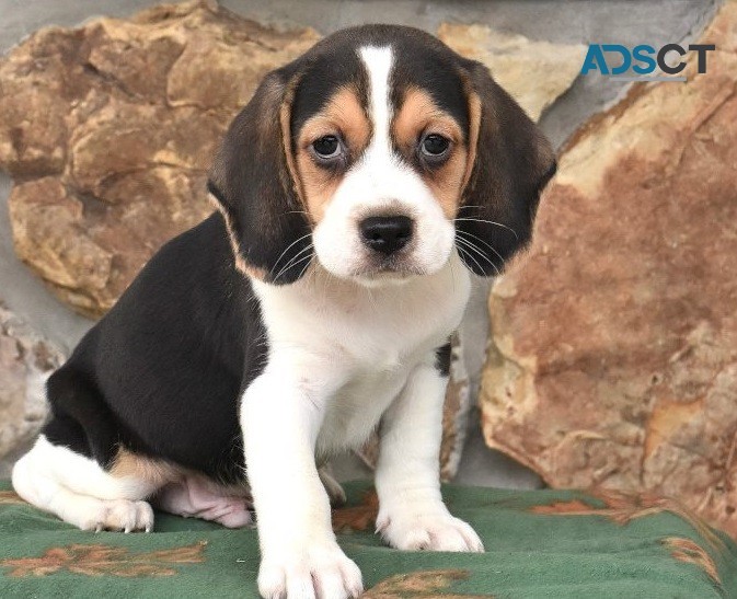 Chaia Beagle Puppies For Sale