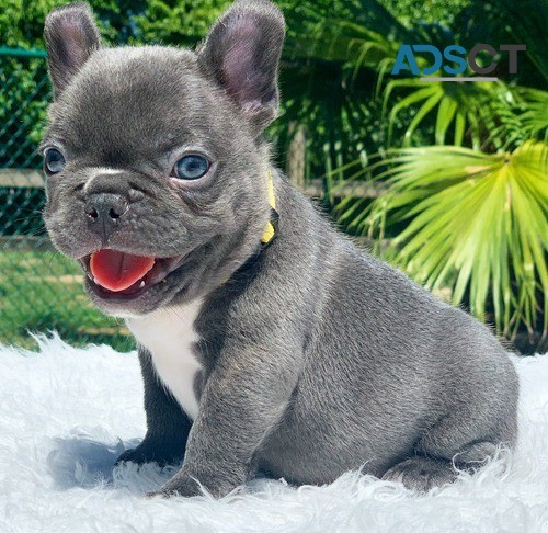  French Bulldog puppies for sale 