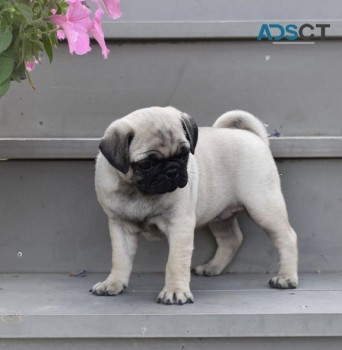 Pug puppies for sale 