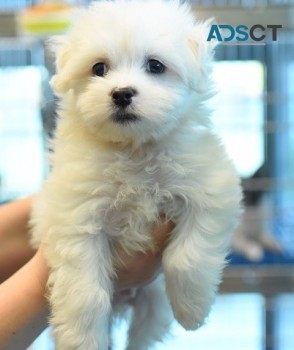 Maltese puppies for sale 